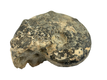 Ammonite Fóssil