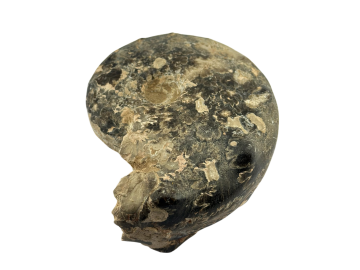 Ammonite Fóssil