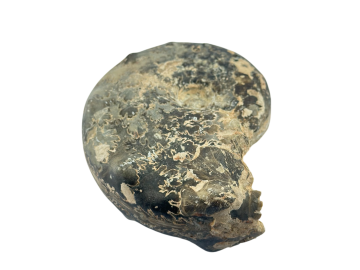 Ammonite Fóssil