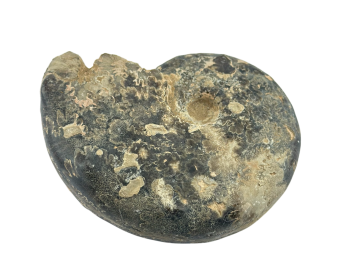 Ammonite Fóssil