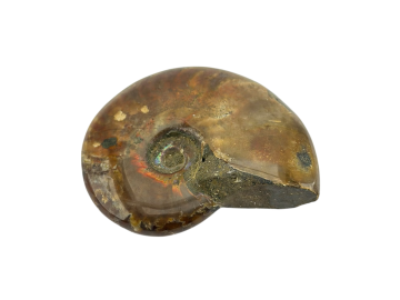 Ammonite Fóssil