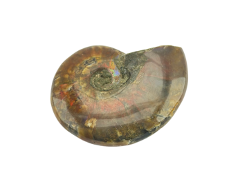 Ammonite Fóssil
