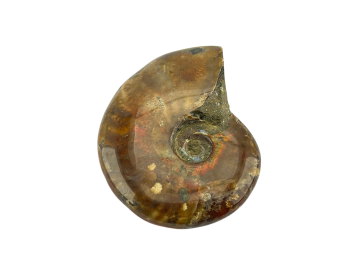 Ammonite Fóssil