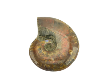 Ammonite Fóssil