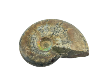 Ammonite Fóssil