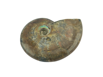 Ammonite Fóssil