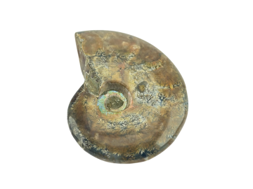 Ammonite Fóssil