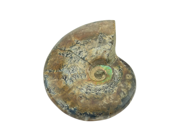 Ammonite Fóssil