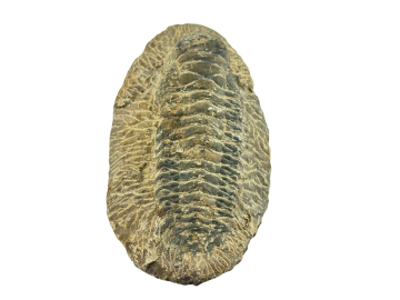 Trilobite Fossíl