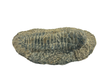 Trilobite Fossíl