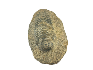 Trilobite Fossíl