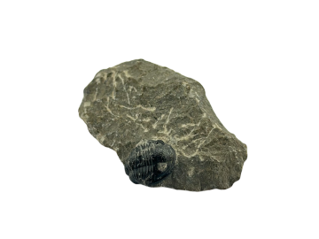 Trilobite Fossíl