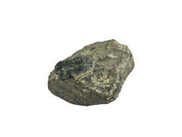Trilobite Fossíl