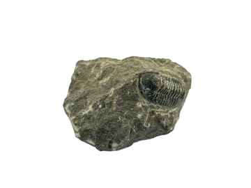 Trilobite Fossíl