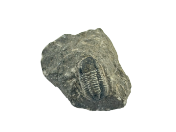 Trilobite Fossíl