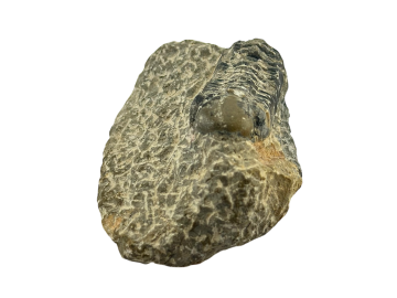 Trilobite Fossíl