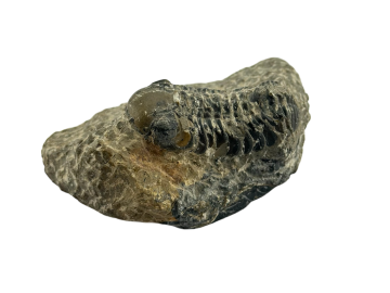Trilobite Fossíl