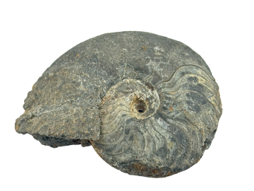 Ammonite Fóssil