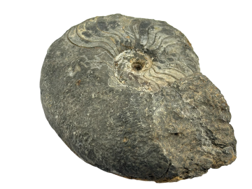 Ammonite Fóssil