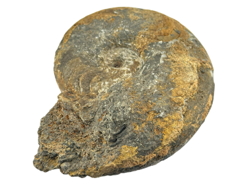 Ammonite Fóssil