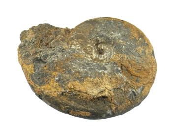 Ammonite Fóssil