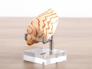 Base Quadrada de 6x6+1mm