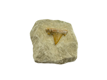 Dente de Tubarão Fóssil