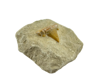 Dente de Tubarão Fóssil