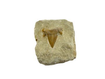 Dente de Tubarão Fóssil