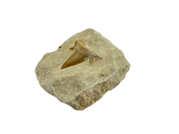 Dente de Tubarão Fóssil