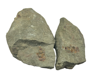 Trilobite Fóssil